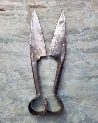 Tijeras esquilar ovejas antiguas