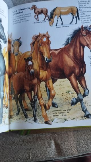 NATURALEZA JOVEN. CABALLOS Y PONIS