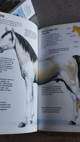 NATURALEZA JOVEN. CABALLOS Y PONIS