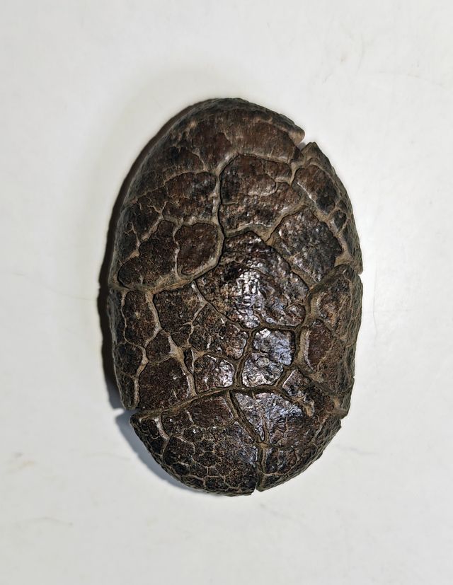 Tektita filipinita Rizalita 31grs