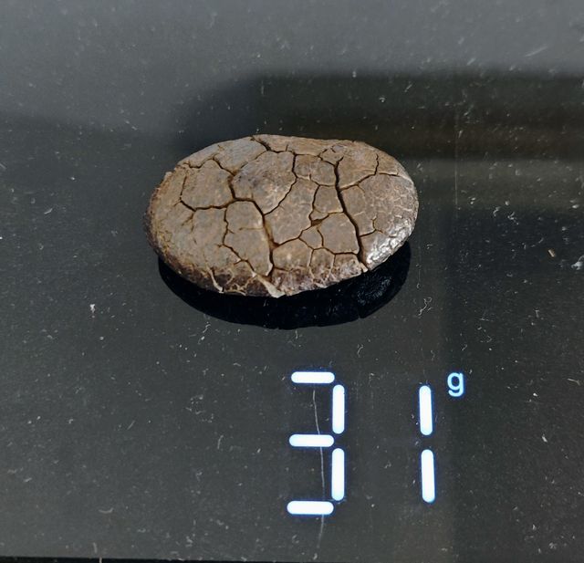 Tektita filipinita Rizalita 31grs