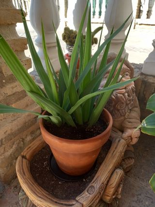 Planta Yucca en maceta