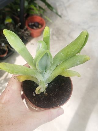 Suculenta Orelha de Fiona