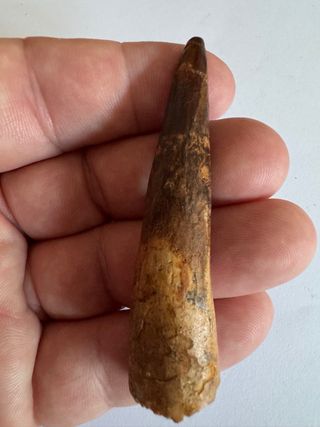 Fósil  Espinosaurio 7 cm 