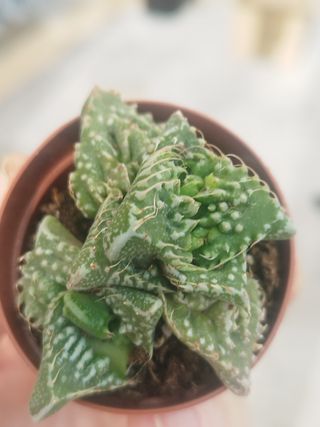 Suculenta Faucaria Tigrina