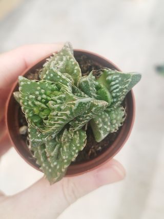Suculenta Faucaria Tigrina