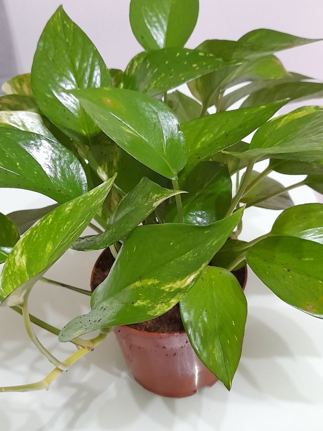 Planta Epipremnum Aureum