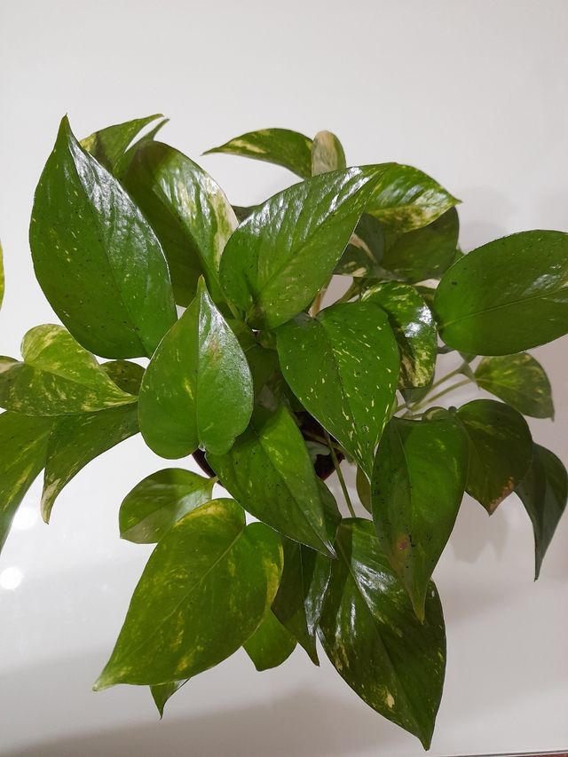 Planta Epipremnum Aureum