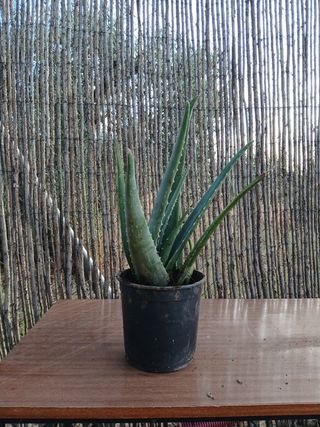 Aloe vera 25cm - Planta