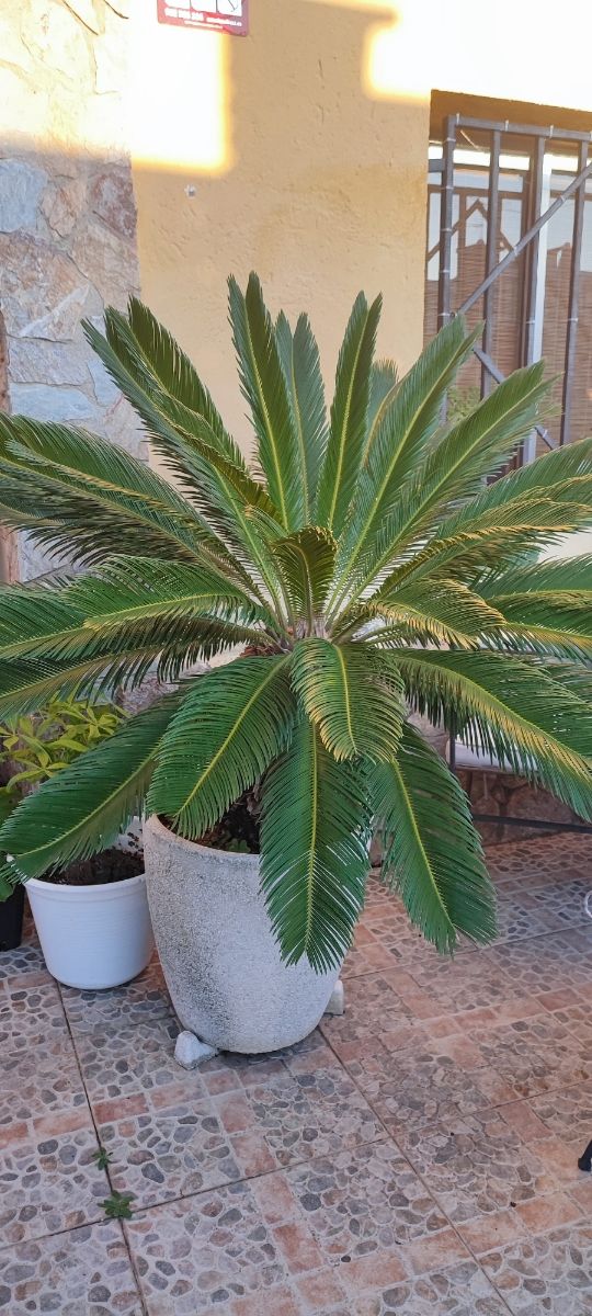 Cica Revoluta grande - Planta