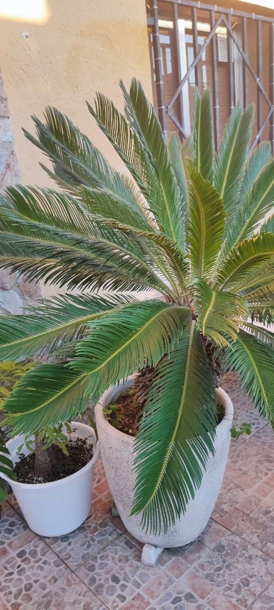 Cica Revoluta grande - Planta