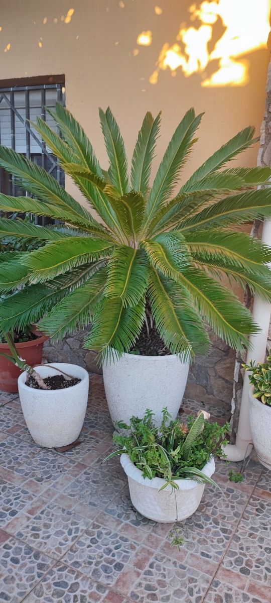 Cica Revoluta grande - Planta