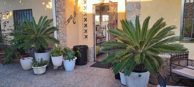 Cica Revoluta grande - Planta