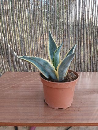 Agave americana variegata (20cm)