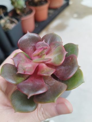 Suculenta Echeveria Mina