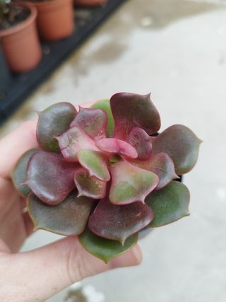 Suculenta Echeveria Mina
