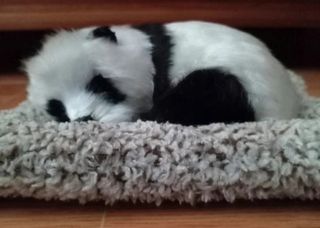 Oso panda realista con su camita decoración  Nuevo