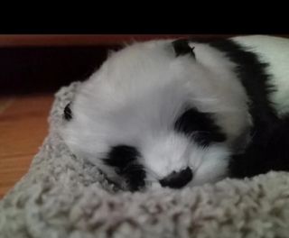 Oso panda realista con su camita decoración  Nuevo