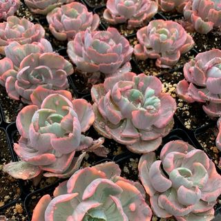 Suculenta Ech Beyoncé Var *PLANTA DE COLEÇÃO*