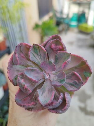 Suculenta Ech Beyoncé Var *PLANTA DE COLEÇÃO*