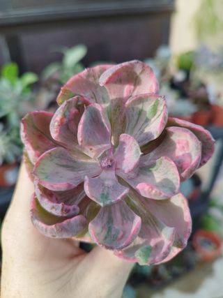 Suculenta Ech Beyoncé Var *PLANTA DE COLEÇÃO*