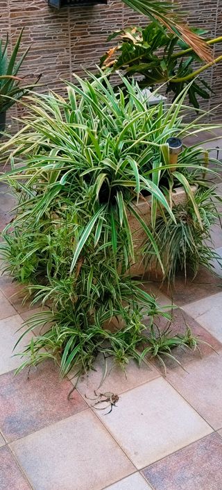 MACETERO DE PIEDRA DE 42×42 CM + PLANTA INCLUIDA.