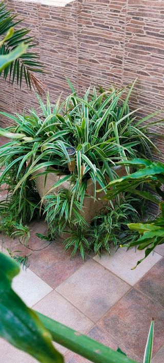 MACETERO DE PIEDRA DE 42×42 CM + PLANTA INCLUIDA.