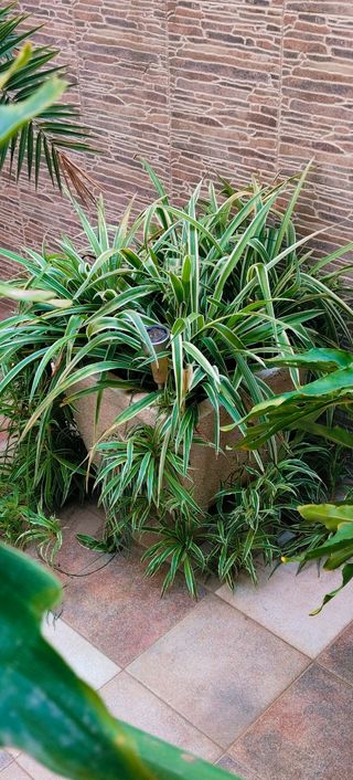 MACETERO DE PIEDRA DE 42×42 CM + PLANTA INCLUIDA.