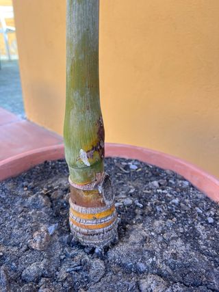 2 Palmeras Chamaedorea Elegans