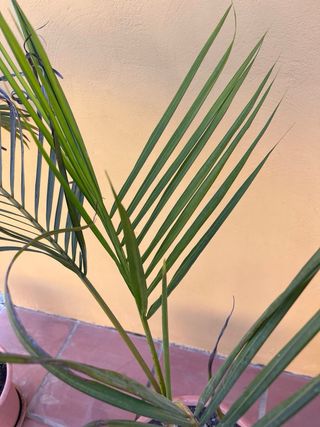 2 Palmeras Chamaedorea Elegans