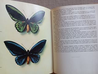 Las Más Bellas Mariposas. Les Plus Beaux Papillons