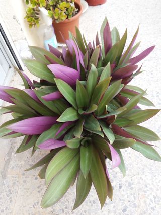 FOTOS ORIGINALES DE LA PLANTA ...