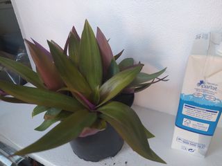 FOTOS ORIGINALES DE LA PLANTA ...