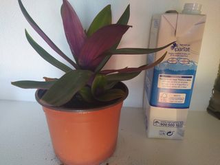 FOTOS ORIGINALES DE LA PLANTA ...