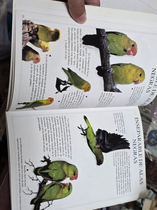 Agapornis (Animales De Compañía / Pets) (Spanis...