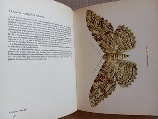 Las Más Bellas Mariposas. Mariposas Nocturnas.