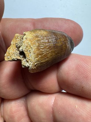 Fósil de cocodrilo 