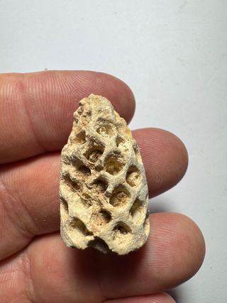 Fósil Raro piñas  (2 uds.)