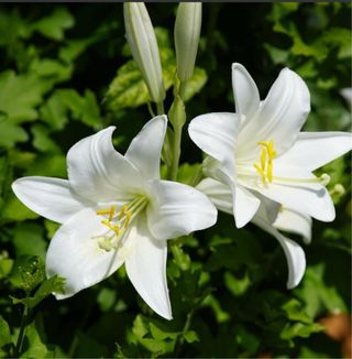 2 Bulbi Giglio San Antonio (Lilium Candidum)