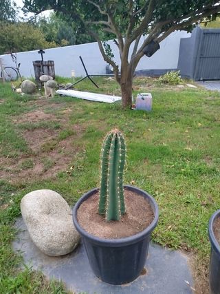 Cactus Cereus Peruvianus
