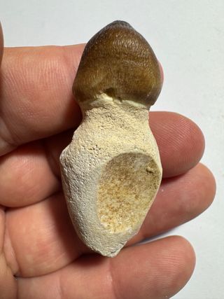 Fósil Globiden: pieza única
