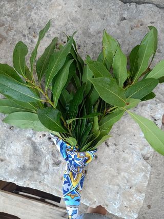 Rametti di alloro di 30 cm
Bio 100% 