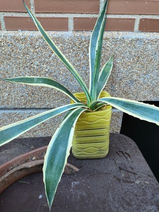 Agave Americana: Planta