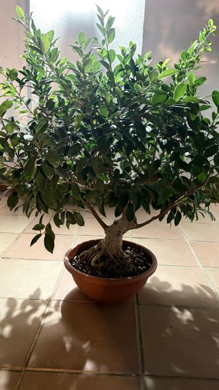 Ficus Retusa Bonsái muy sano
