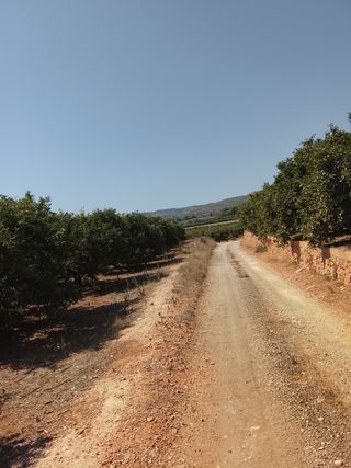 Recolectar mandarina