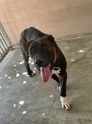 Adiestrador canino