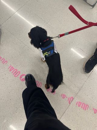 Adiestrador canino