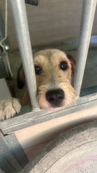 Adiestrador canino