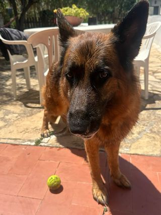 Adiestrador canino