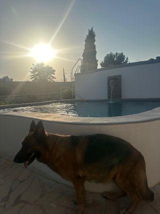 Adiestrador canino
